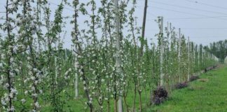 ПРОДАЁТСЯ ГОТОВЫЙ ЯБЛОЧНЫЙ САД В САМАРКАНДЕ . 4 гектара Джамбайский район