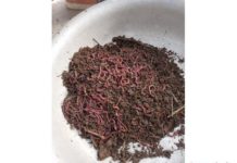 Biagomus